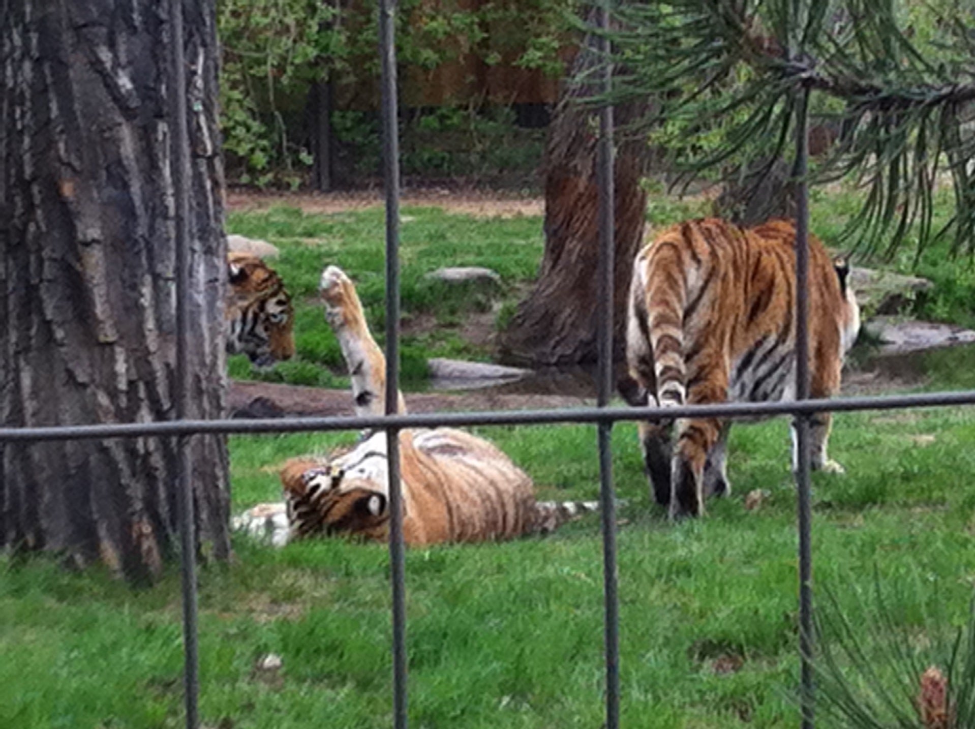 zoo