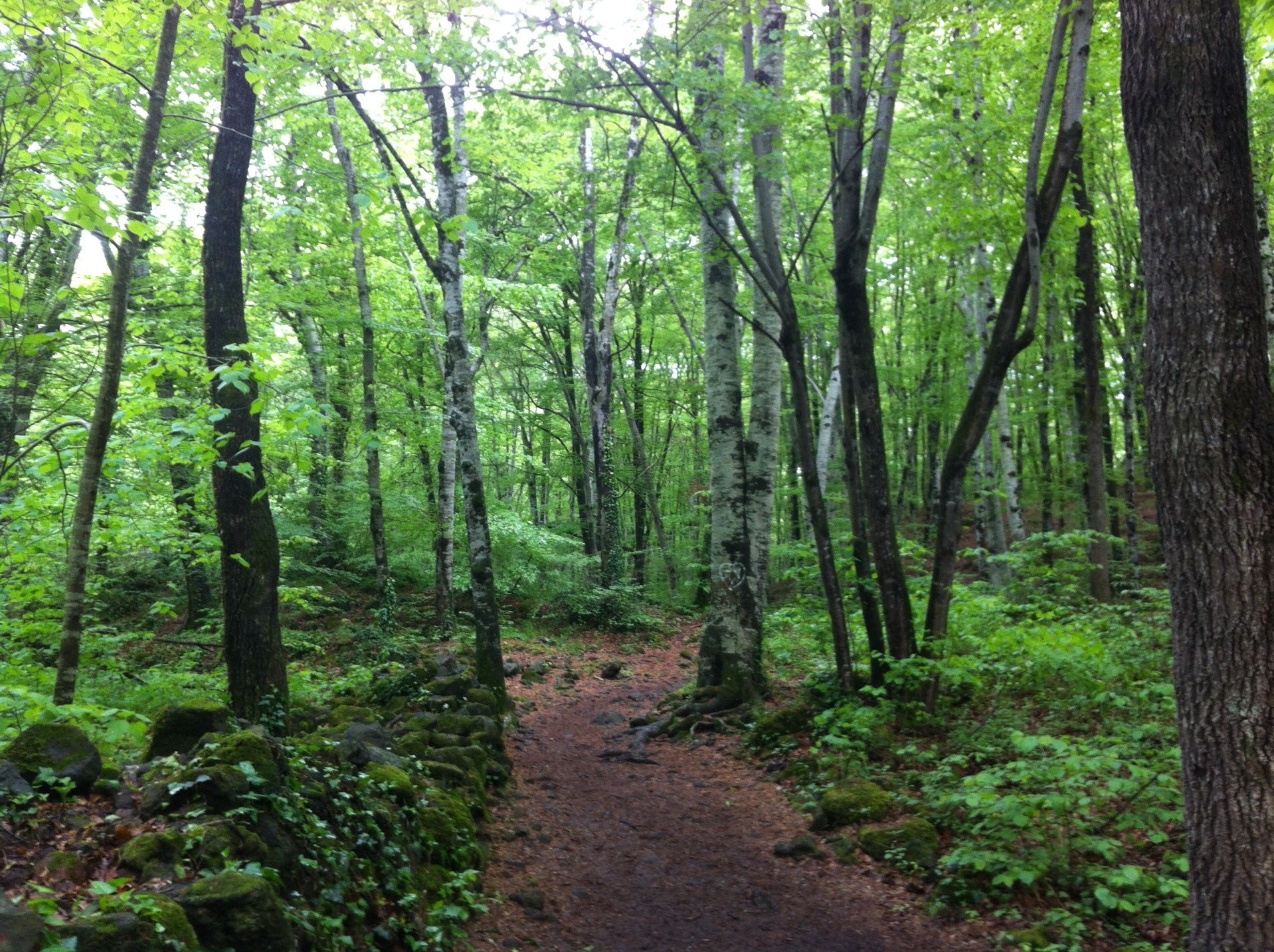 forest