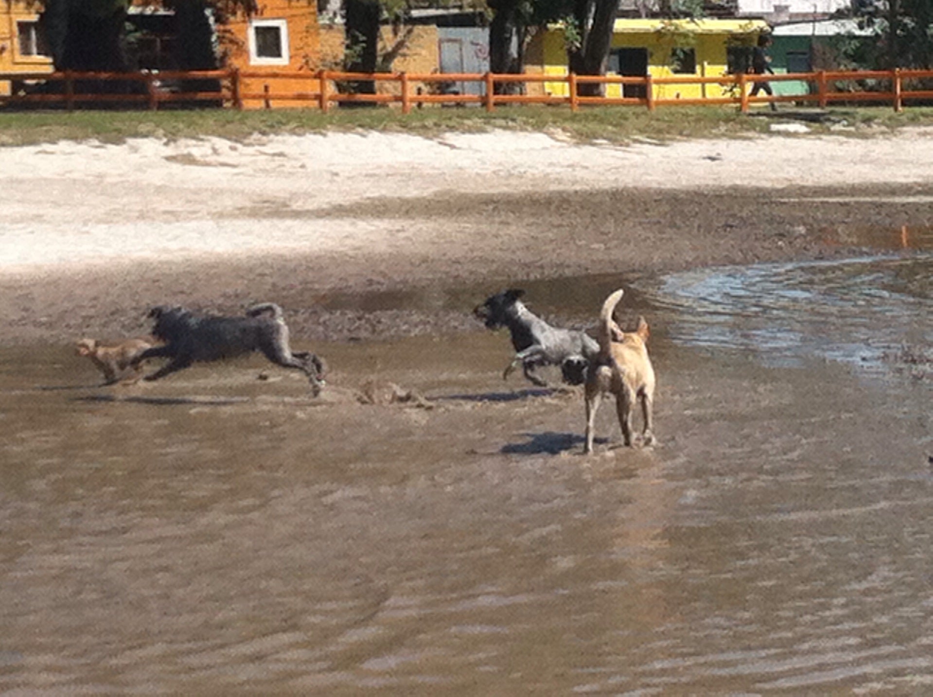 dog-run