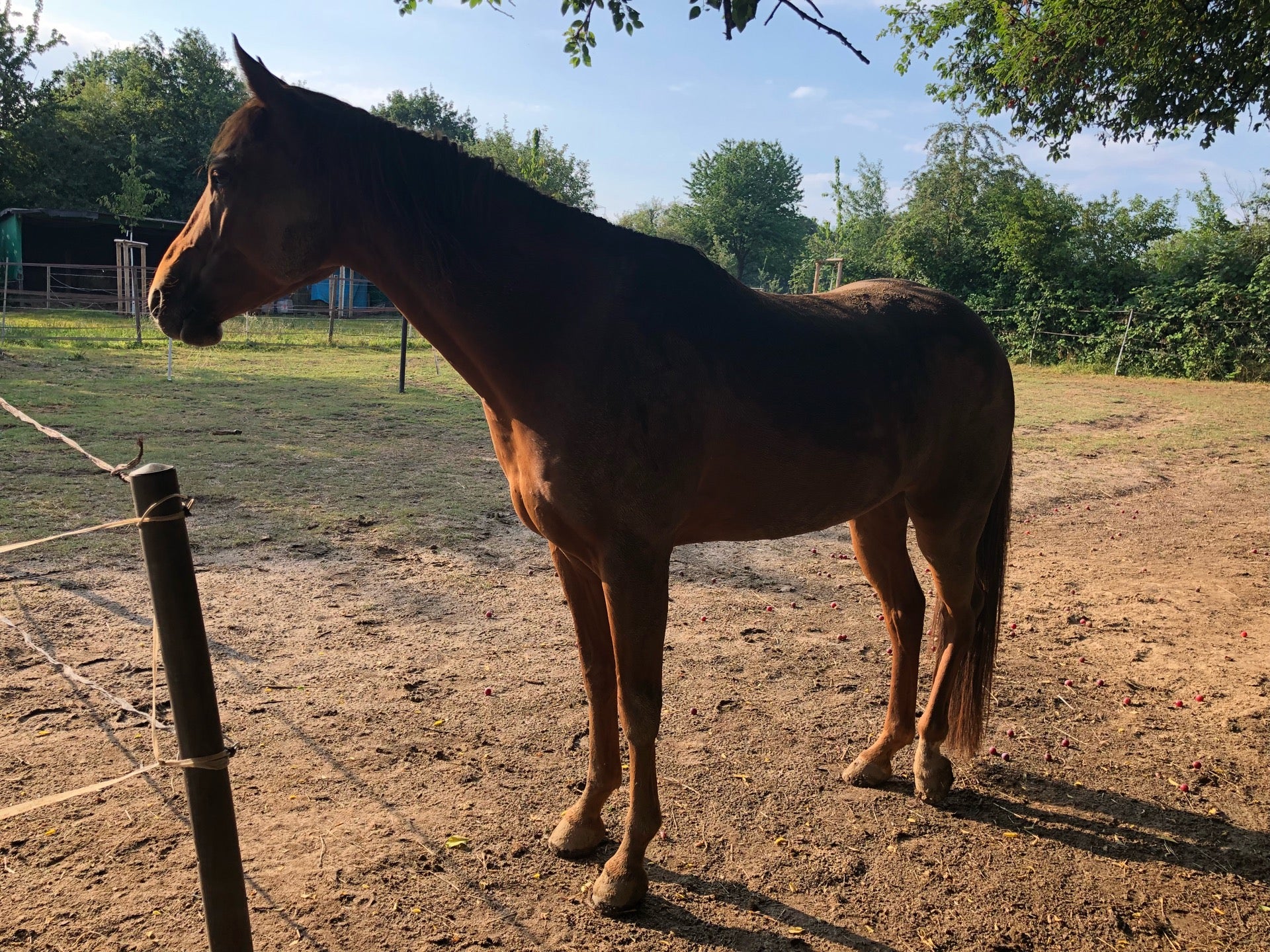 photo of Natural Horse Farm