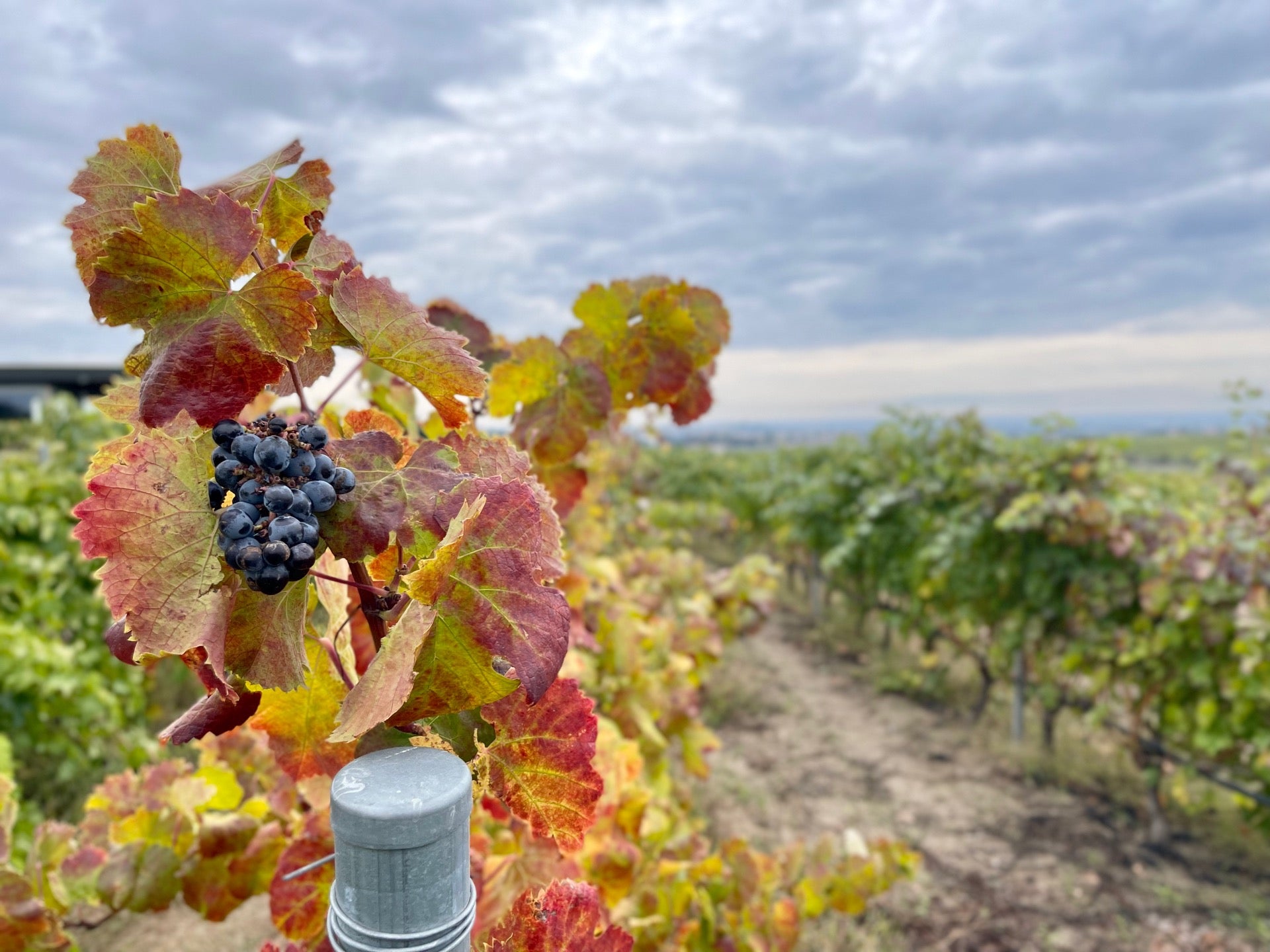 vineyard
