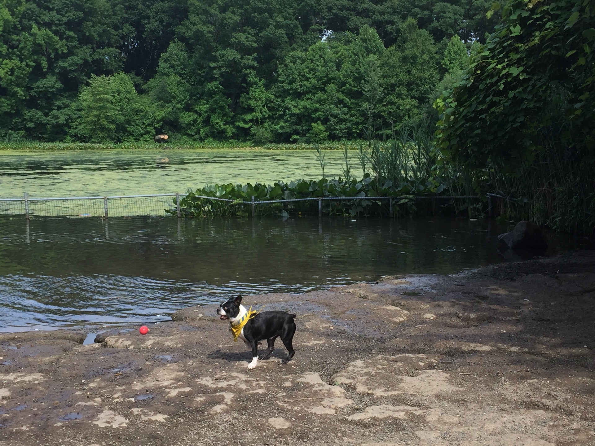 dog-run