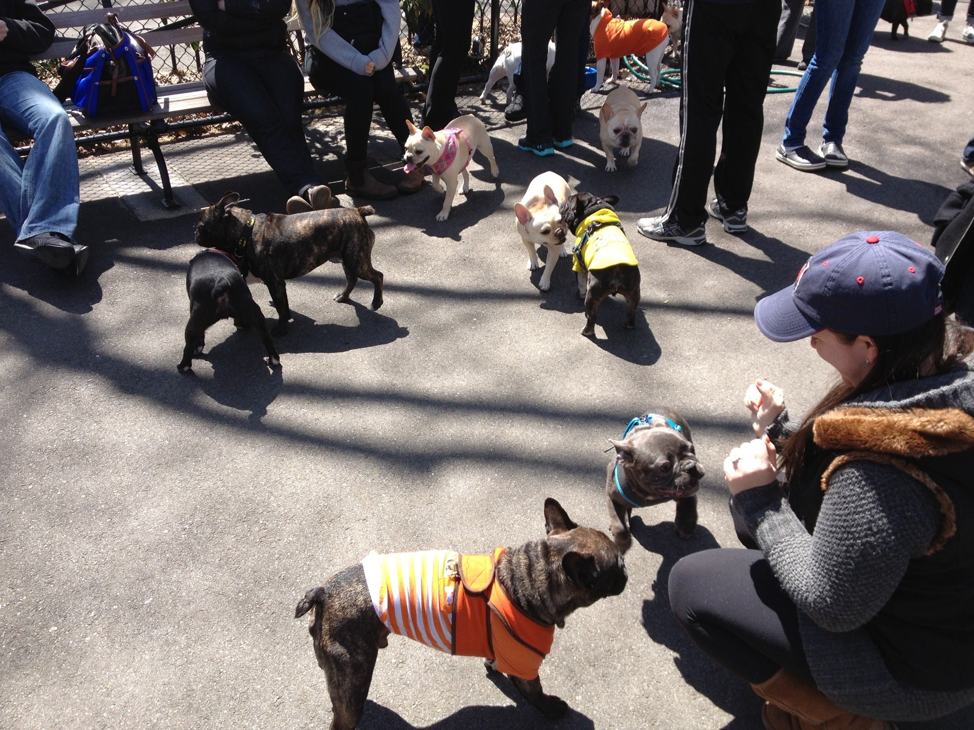dog-run
