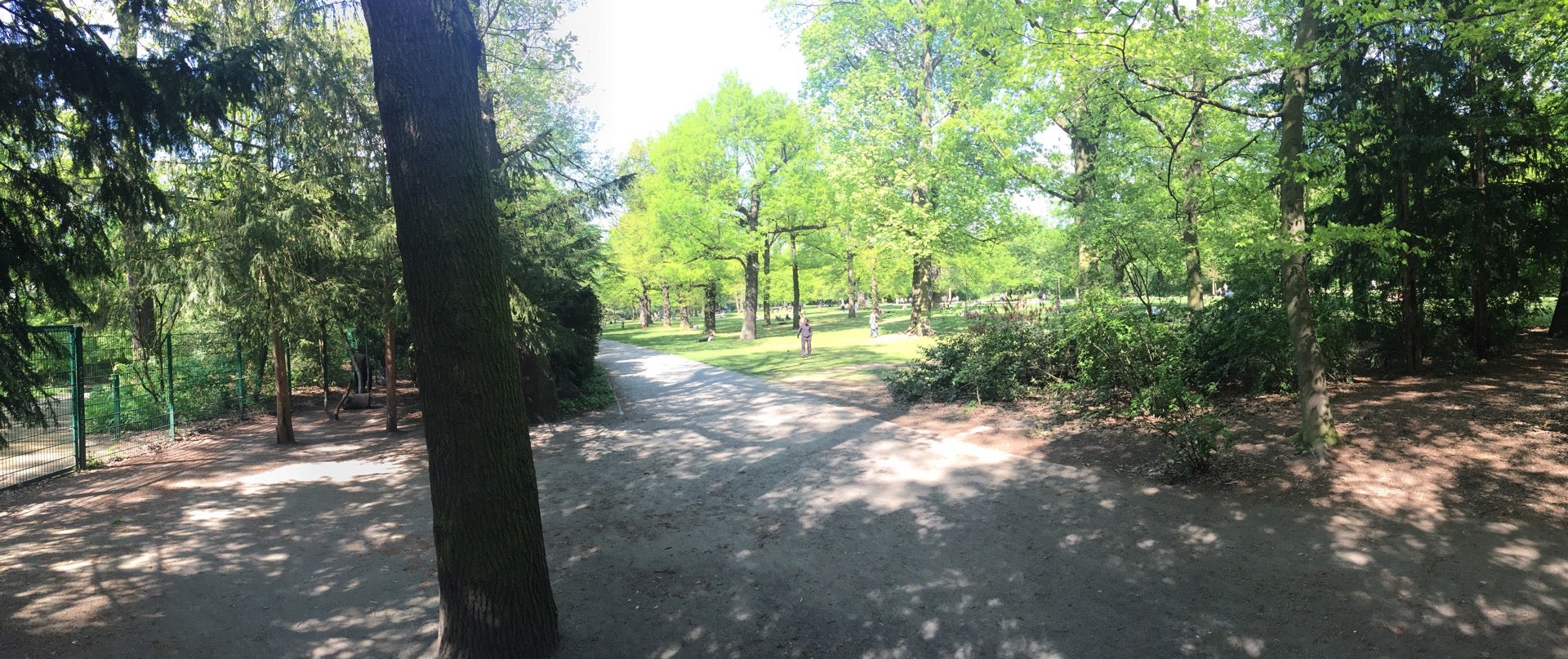 forest