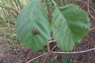 New Southgate Millennium Green