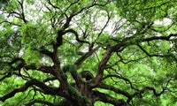 Angel Oak Tree