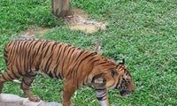 Lok Kawi Wildlife Park