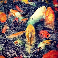 Photo taken at Koi Pond @ National Arboretum by Nick T. on 8/18/2012