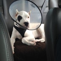 Kalihi Pet Clinic Mccully Moiliili 2 tips