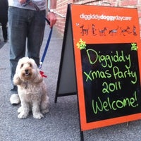 diggiddy doggy daycare