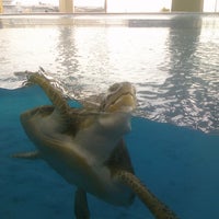 Снимок сделан в Texas State Aquarium пользователем Blake C. 2/19/2011
