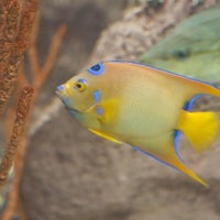 Das Foto wurde bei Texas State Aquarium von Matthew W. am 7/19/2011 aufgenommen