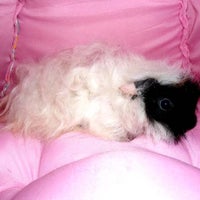Photo taken at GuineaPigMall by Guinea Pig M. on 9/6/2012