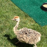 Photo taken at Ostriches by Tammy A. on 8/11/2012
