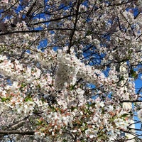 Photo taken at Cherry Blossom Grove by Jenn L. on 4/12/2014
