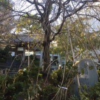 仙台しだれ桜 横浜市の木