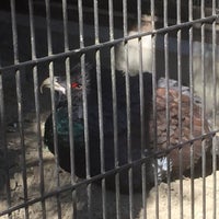 ズーラシア ヨーロッパオオライチョウ 旭区 旭区上白根町1175 1 ズーラシア ヨーロッパオオライチョウ 旭区 旭区上白根町1175 1