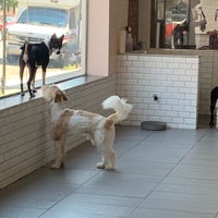dog wash n go near me
