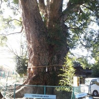 小鹿神明社のクス 静岡市 静岡県