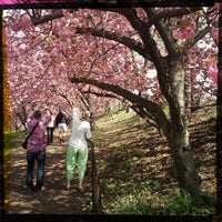 Photo taken at Central Park Cherry Blossoms by rob z. on 4/28/2013