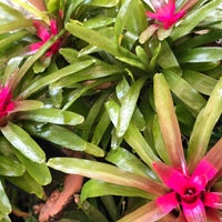 Photo taken at Bromeliário by Constantinos A. on 10/18/2018