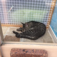 保護猫カフェ Dear Cat 生駒市のペットカフェ