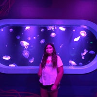 Photo taken at SEA LIFE Charlotte-Concord Aquarium by Heather G. on 7/29/2020