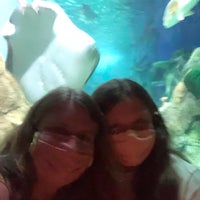 Foto diambil di SEA LIFE Charlotte-Concord Aquarium oleh Heather G. pada 7/29/2020