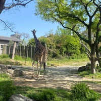 Photo taken at Tennoji Zoo by ちーちゃん on 4/19/2024