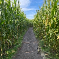 Photo taken at The Maize at the Pumpkin Patch by RC on 10/17/2020