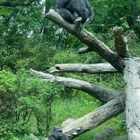 Photo taken at Congo Gorilla Forest by Domo N. on 6/2/2022