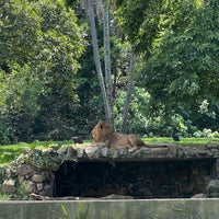 Photo taken at Fundação Parque Zoológico de São Paulo by Ilona G. on 11/21/2022