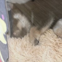 ペットスーパーwan 札幌店 Pet Store In Sapporo ペットスーパーwan 札幌店 Pet Store In Sapporo