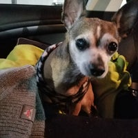 petco unleashed powell