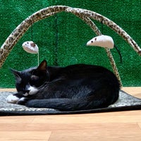 9/8/2019 tarihinde Alan W.ziyaretçi tarafından Lady Dinah&amp;#39;s Cat Emporium'de çekilen fotoğraf