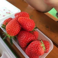 嶋村屋 熊谷いちご園 熊谷市 埼玉県
