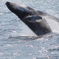 Снимок сделан в Cape Ann Whale Watch пользователем Cape Ann Whale Watch 11/25/2014