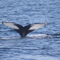 11/25/2014 tarihinde Cape Ann Whale Watchziyaretçi tarafından Cape Ann Whale Watch'de çekilen fotoğraf