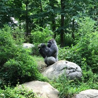 Photo taken at Gorilla Exhibit by Adam T. on 6/17/2017