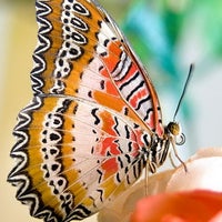 Снимок сделан в Музей живых бабочек «Тропический рай» пользователем Музей живых бабочек «Тропический рай» 11/28/2014