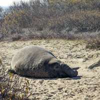 Photo taken at Año Nuevo State Park by Sherwin Y. on 12/23/2022