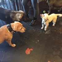 Photo taken at Bark &amp;amp; Bitches by Wendy P. on 1/16/2017