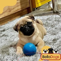 Photo taken at Hotel Belladogs Pugs by Belladogs P. on 2/22/2022