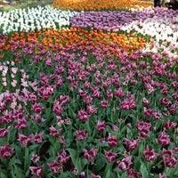 Photo taken at Hitachi Seaside Park by Jun T. on 5/3/2013