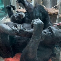 Das Foto wurde bei Saint Louis Zoo von Rosie N. am 2/13/2024 aufgenommen