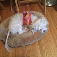 petsmart nicholson lane