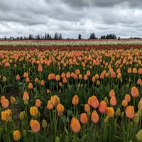 Wooden Shoe Tulip Farm - 24 tips