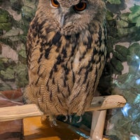 鎌倉乃フクロウの森 小町2 10 1