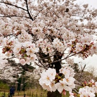 Photo taken at 桜山 by Reiko I. on 4/4/2024