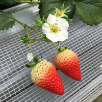 ストロベリーフィールズ 筑紫野いちご いちじく農園 Fazenda Em 筑紫野市 ストロベリーフィールズ 筑紫野いちご いちじく農園 Fazenda Em 筑紫野市